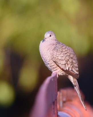 Inca Dove - ML616027475