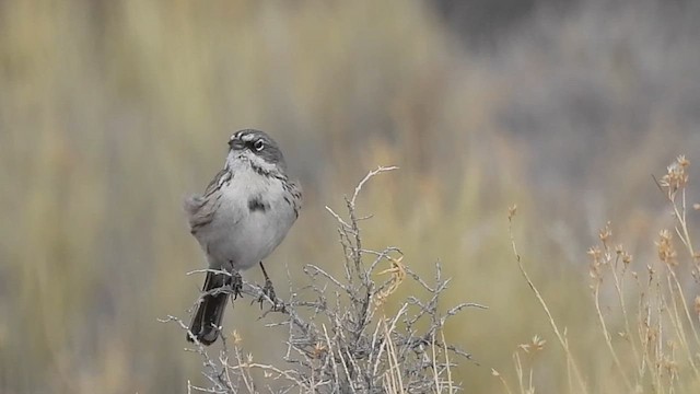 Chingolo de Nevada - ML616027508