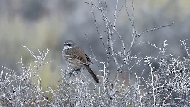 Chingolo de Nevada - ML616027524