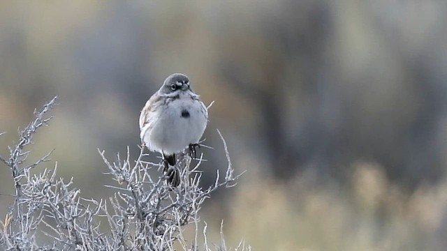 Chingolo de Nevada - ML616027532