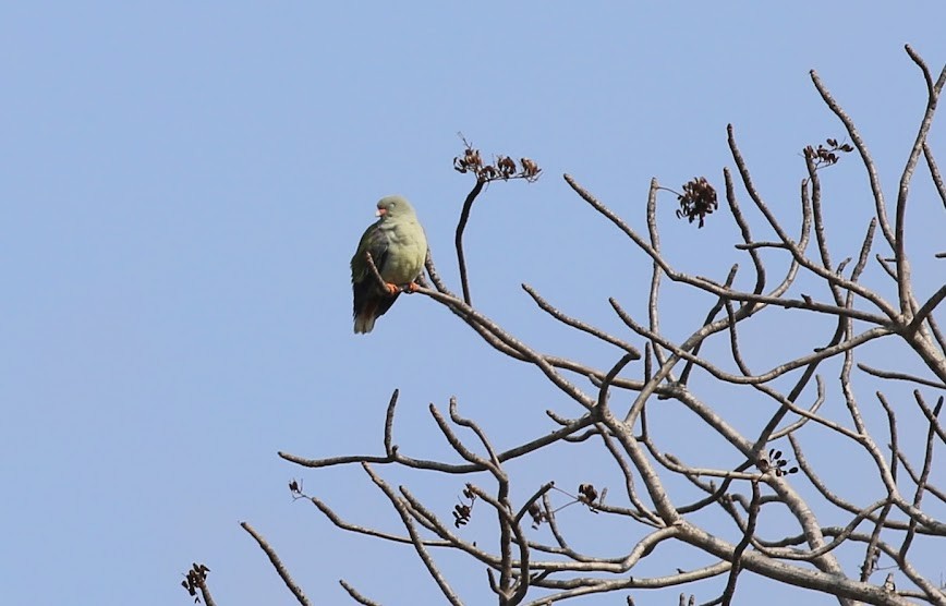 African Green-Pigeon - ML616027534