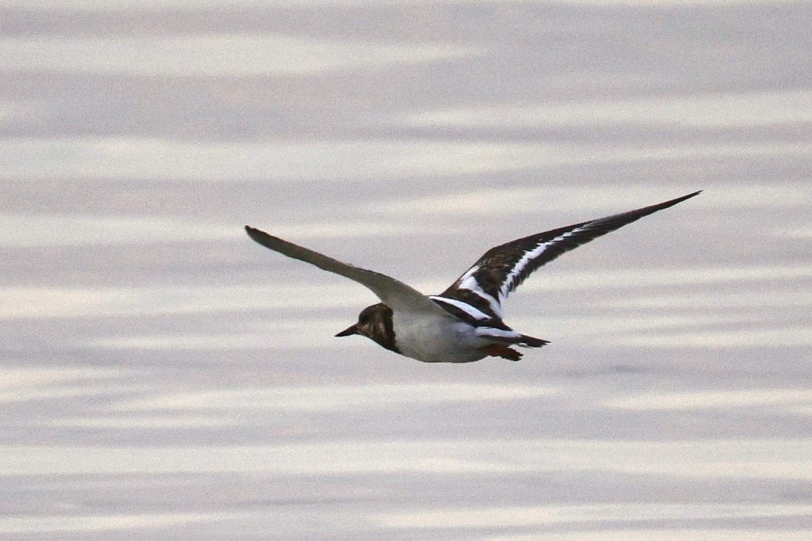 Ruddy Turnstone - ML616027537