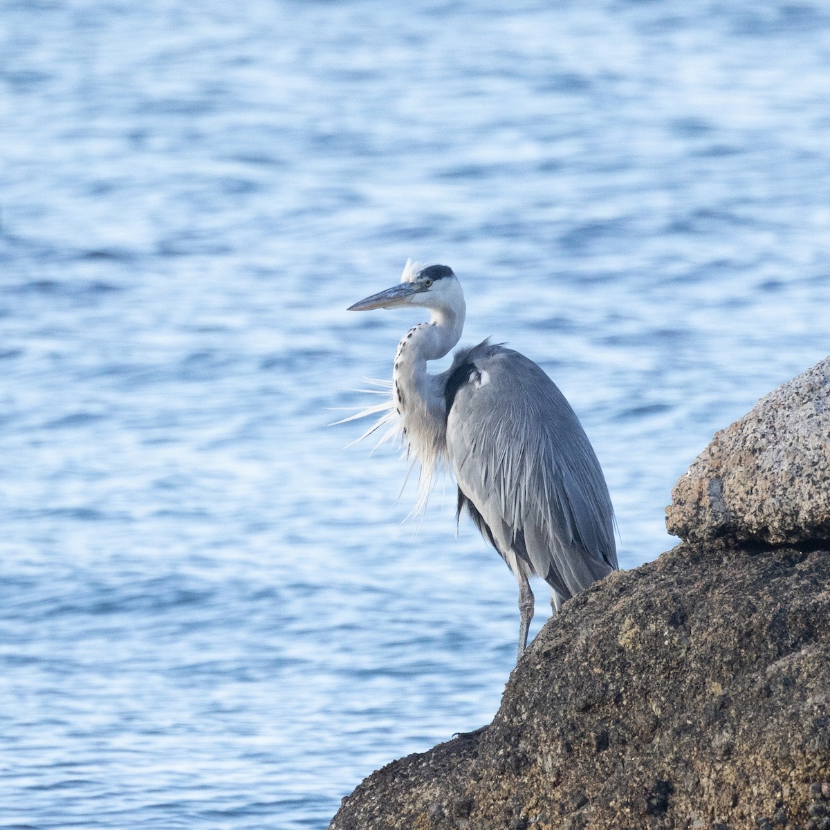 Gray Heron - Ian Rijsdijk