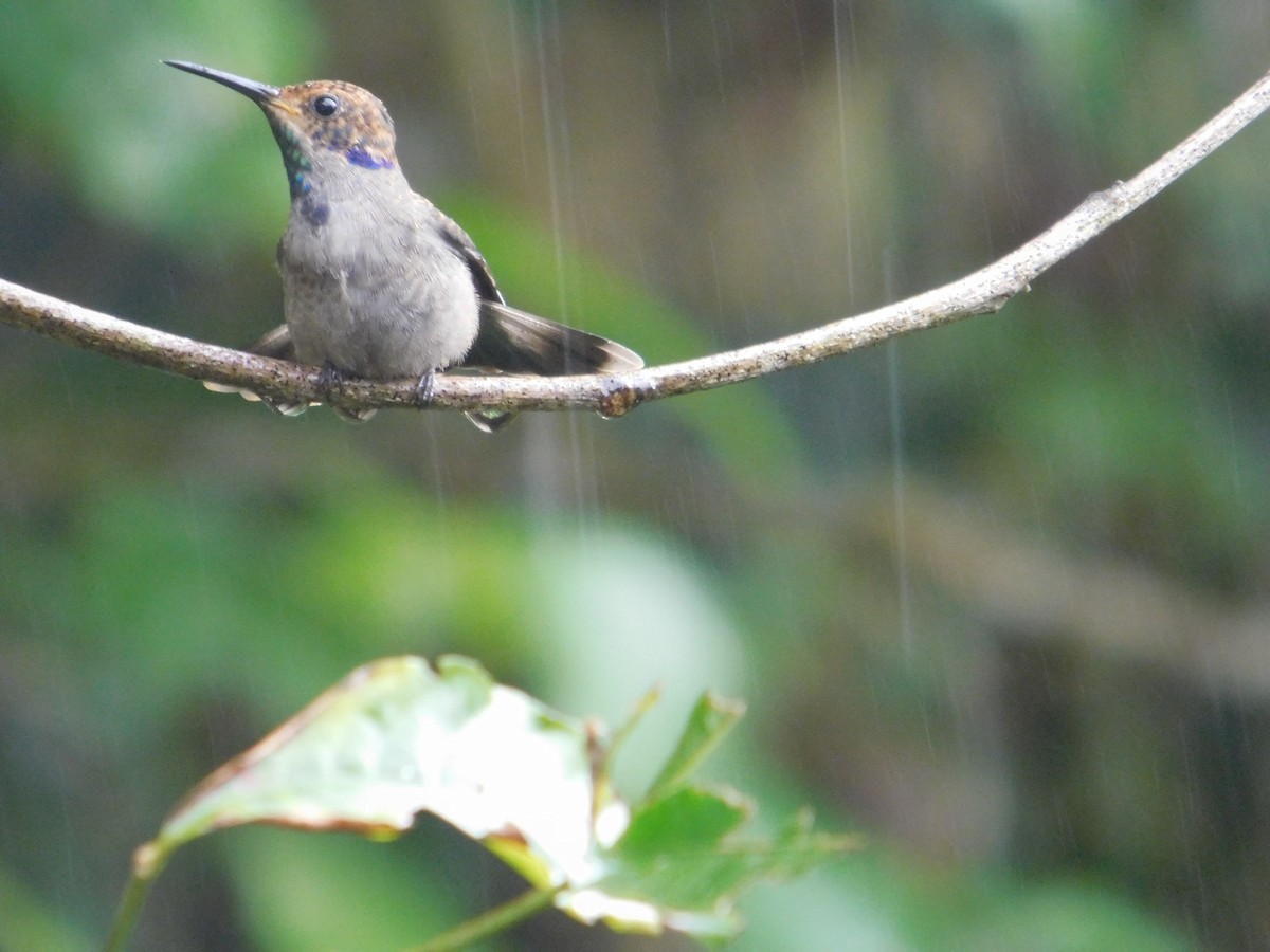 Brown Violetear - ML616027571