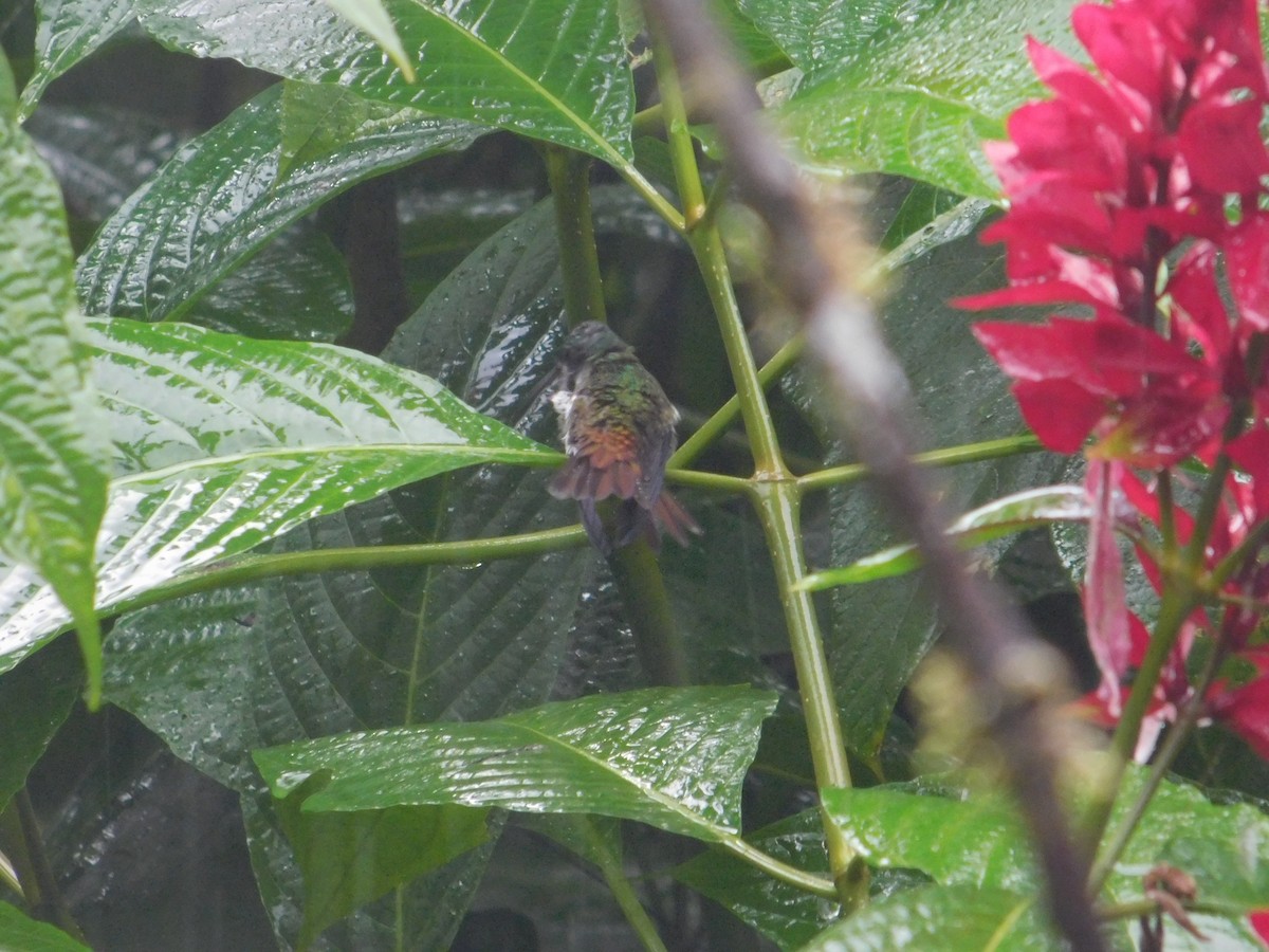 kolibřík fialovočelý - ML616027600