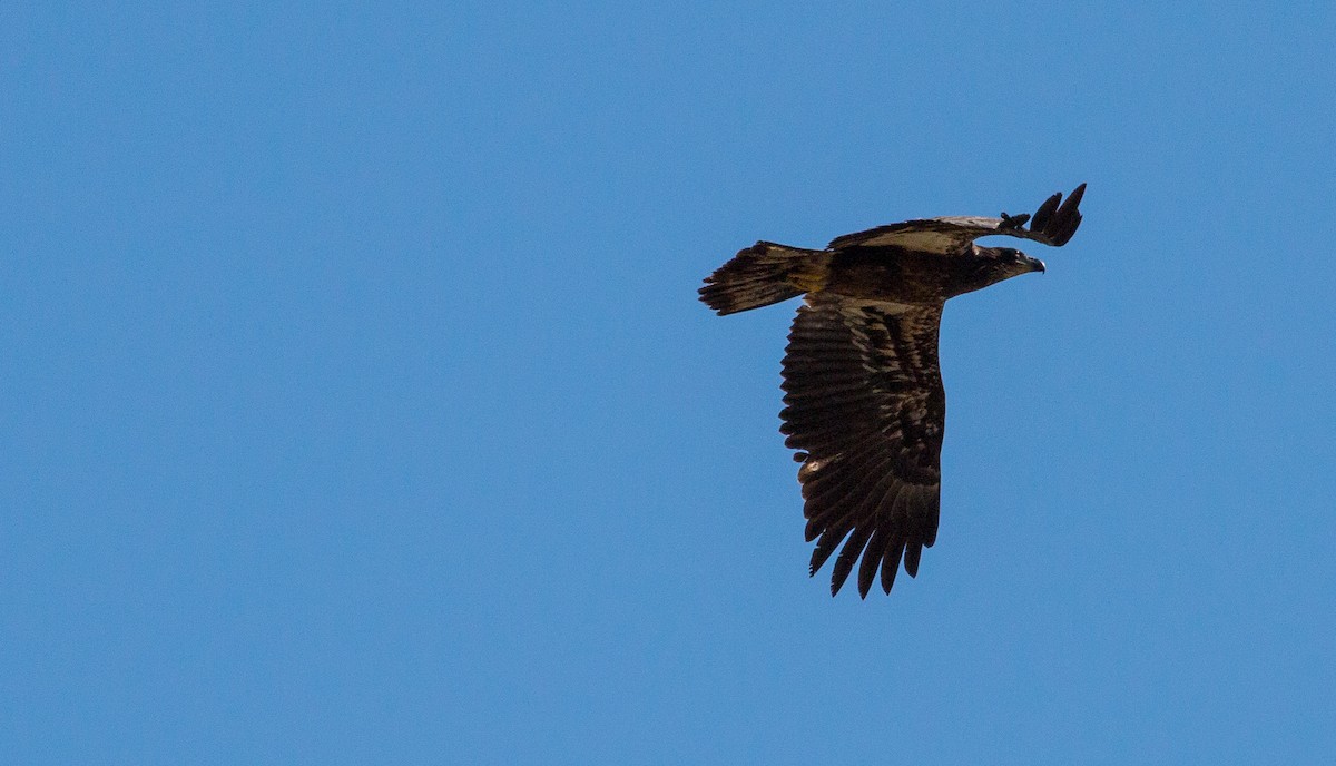 Bald Eagle - ML616027619