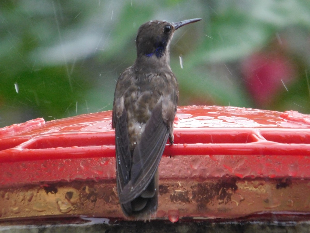 Brown Violetear - ML616027626