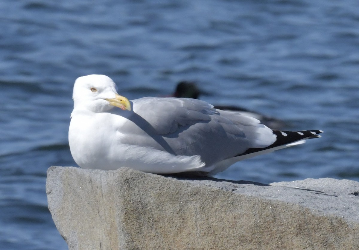 Herring Gull - ML616027652