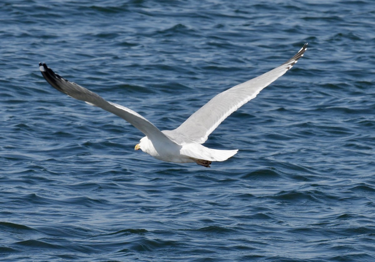 Gaviota Argéntea - ML616027653