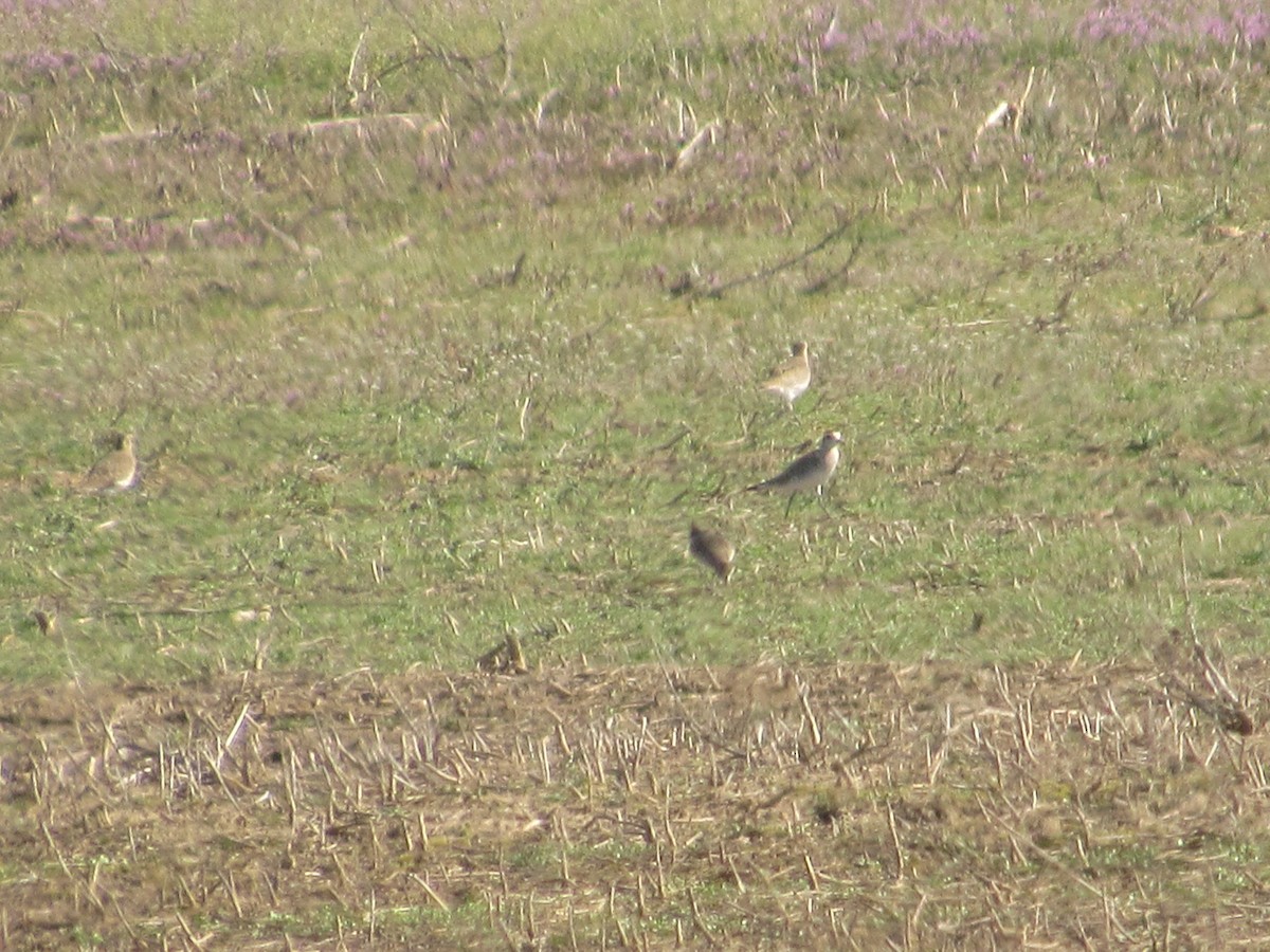 American Golden-Plover - David Stone