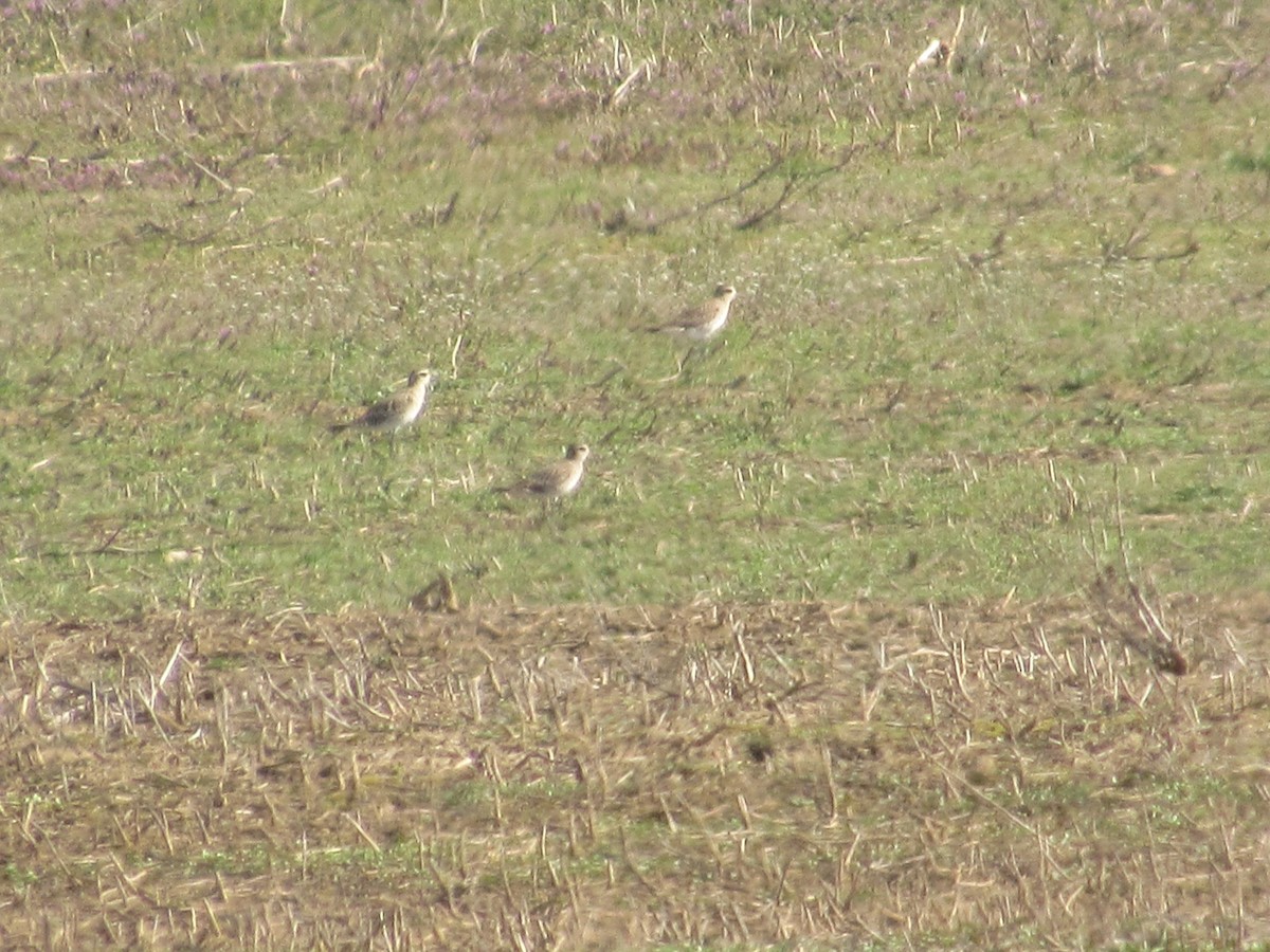 American Golden-Plover - David Stone