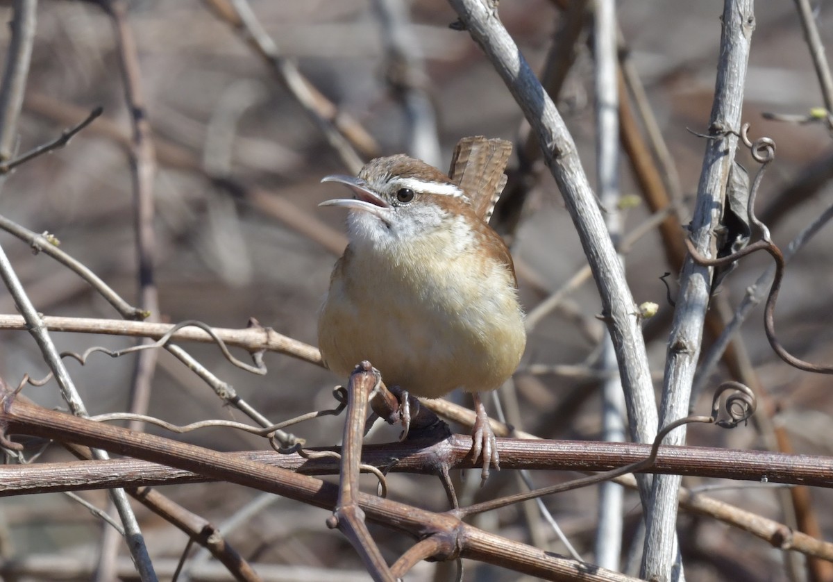 Carolina Wren - Christopher Veale