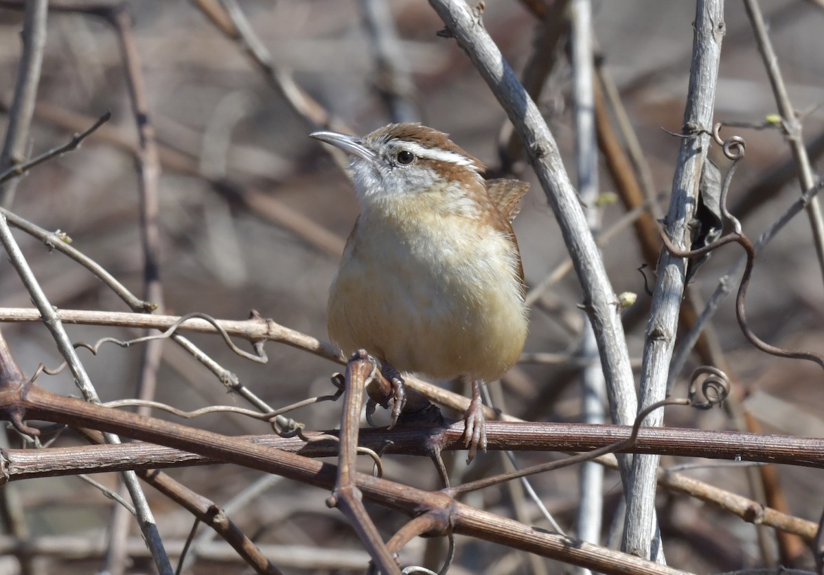 Carolina Wren - Christopher Veale