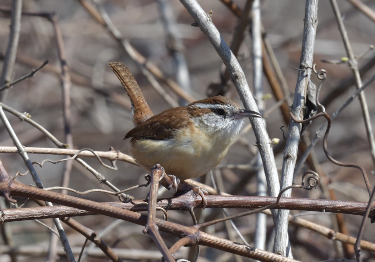 Carolina Wren - Christopher Veale