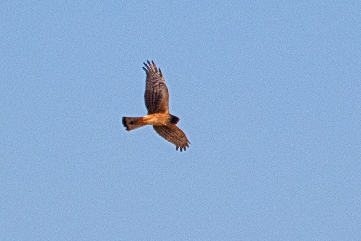 Northern Harrier - ML616027674