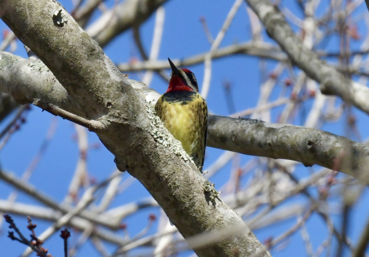 Yellow-bellied Sapsucker - ML616027694