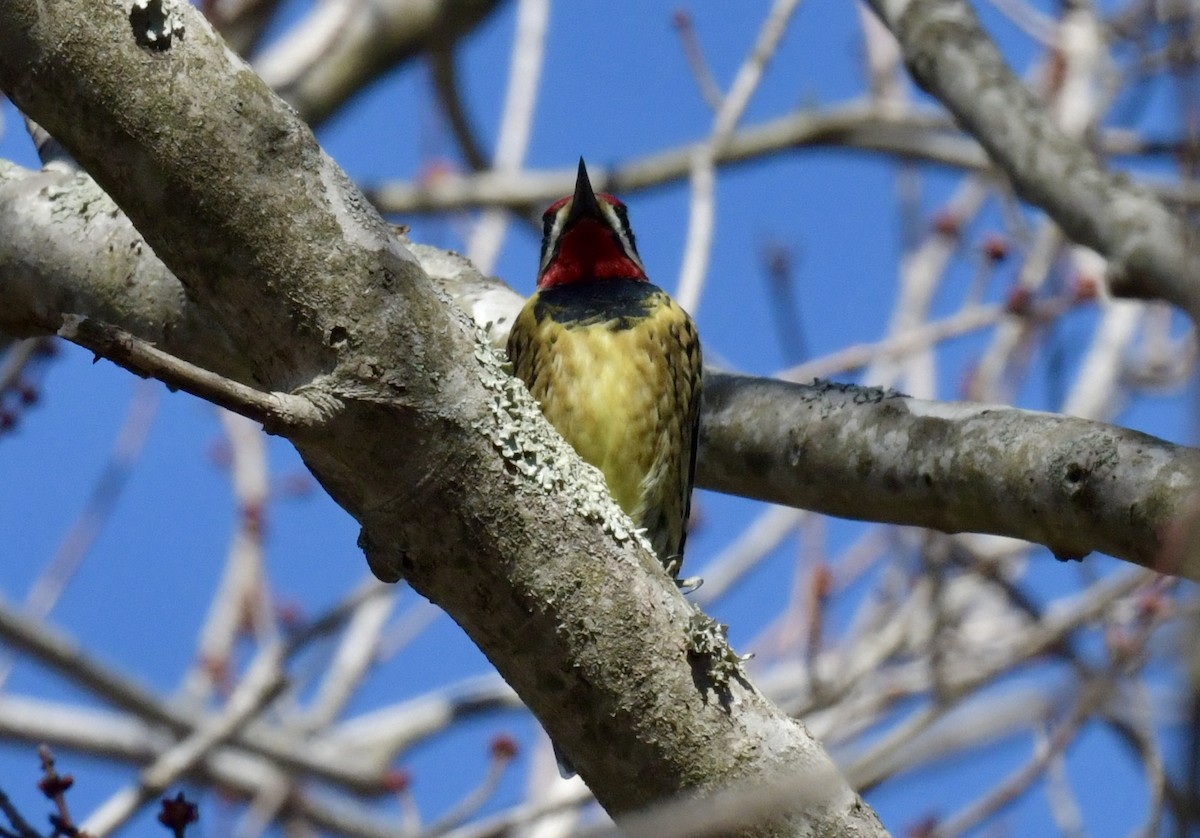 Yellow-bellied Sapsucker - ML616027695