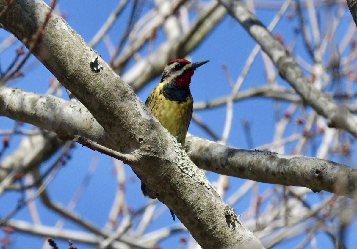 Yellow-bellied Sapsucker - ML616027696