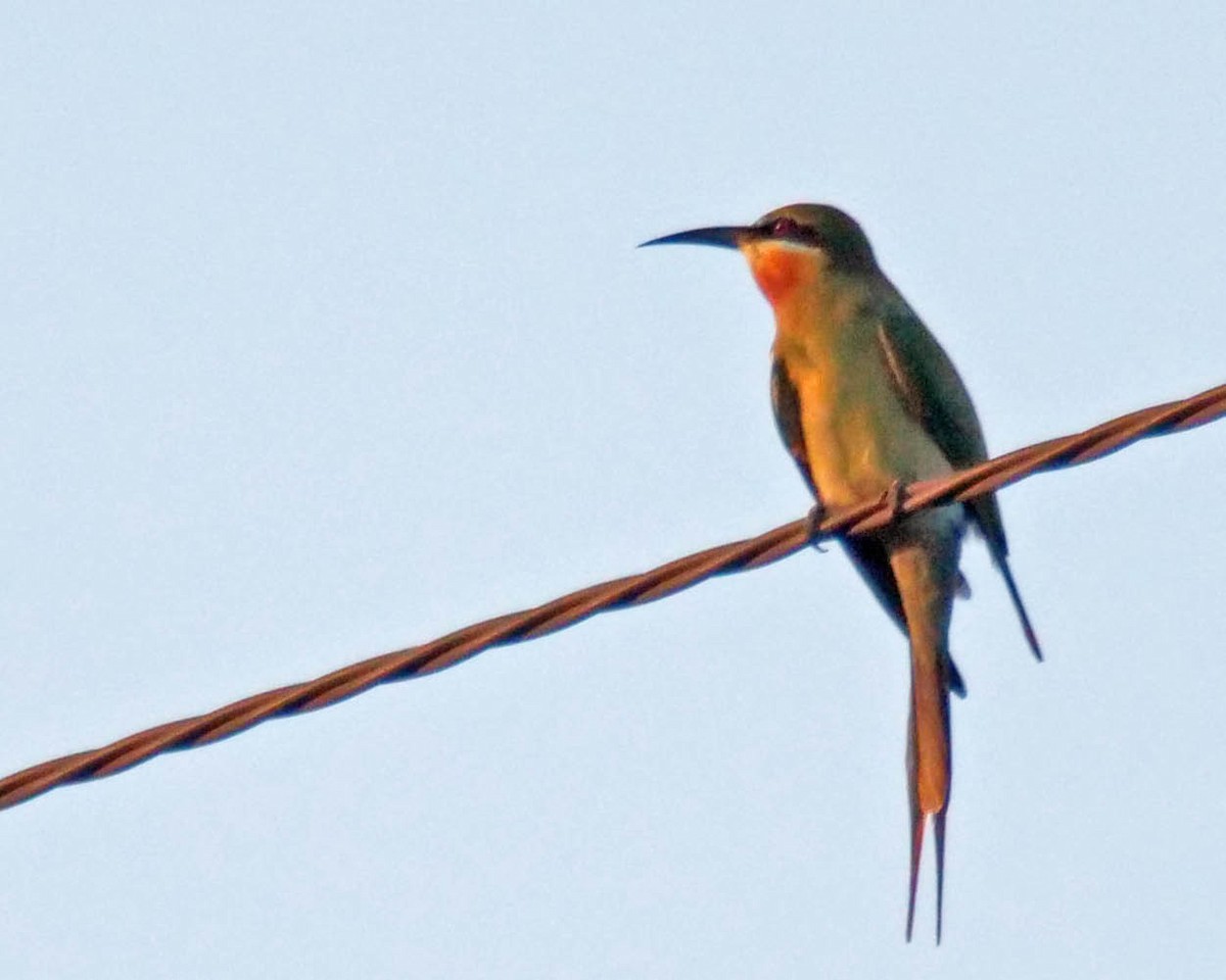 Blue-tailed Bee-eater - ML616027702