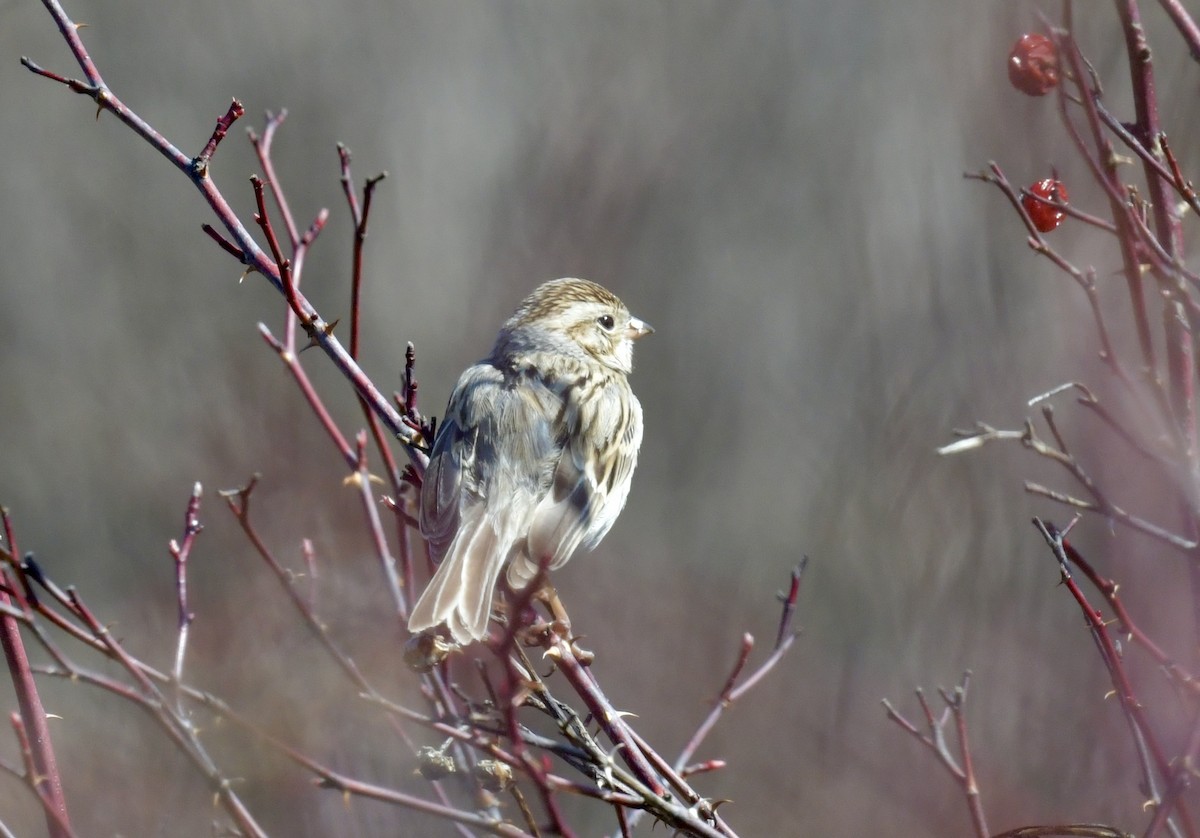 Clay-colored Sparrow - ML616027716