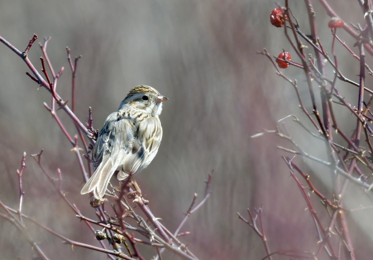 Clay-colored Sparrow - ML616027717