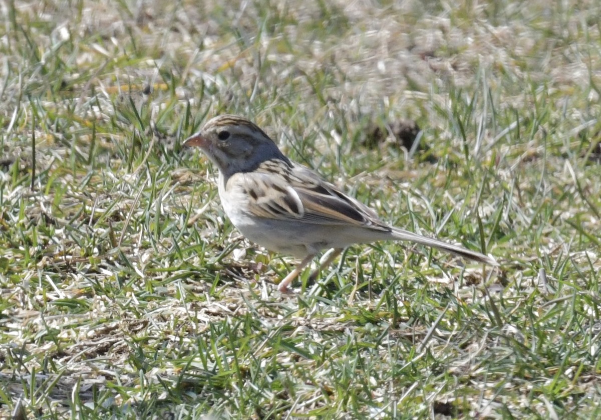 Clay-colored Sparrow - ML616027718