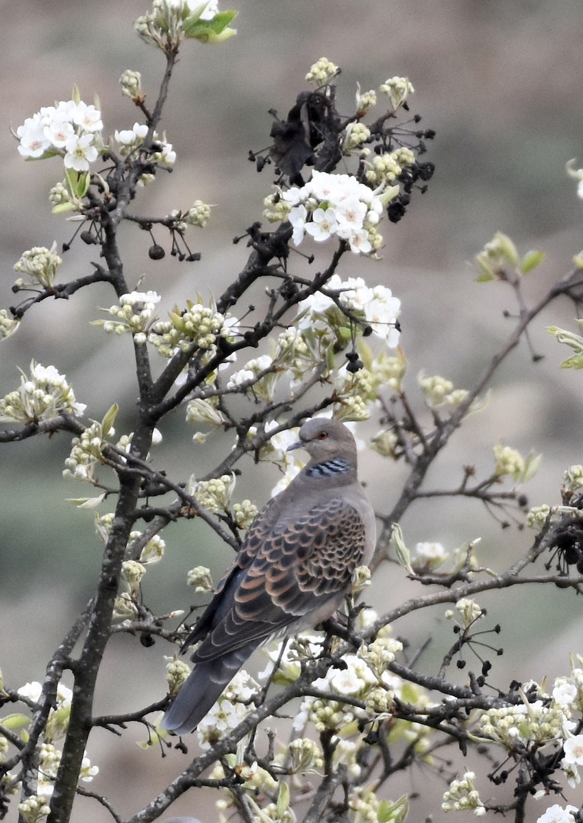 Oriental Turtle-Dove - Sandra Brown