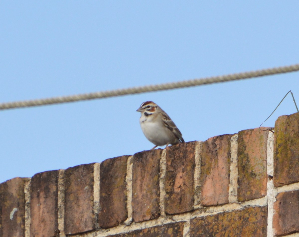 Lark Sparrow - ML616027723