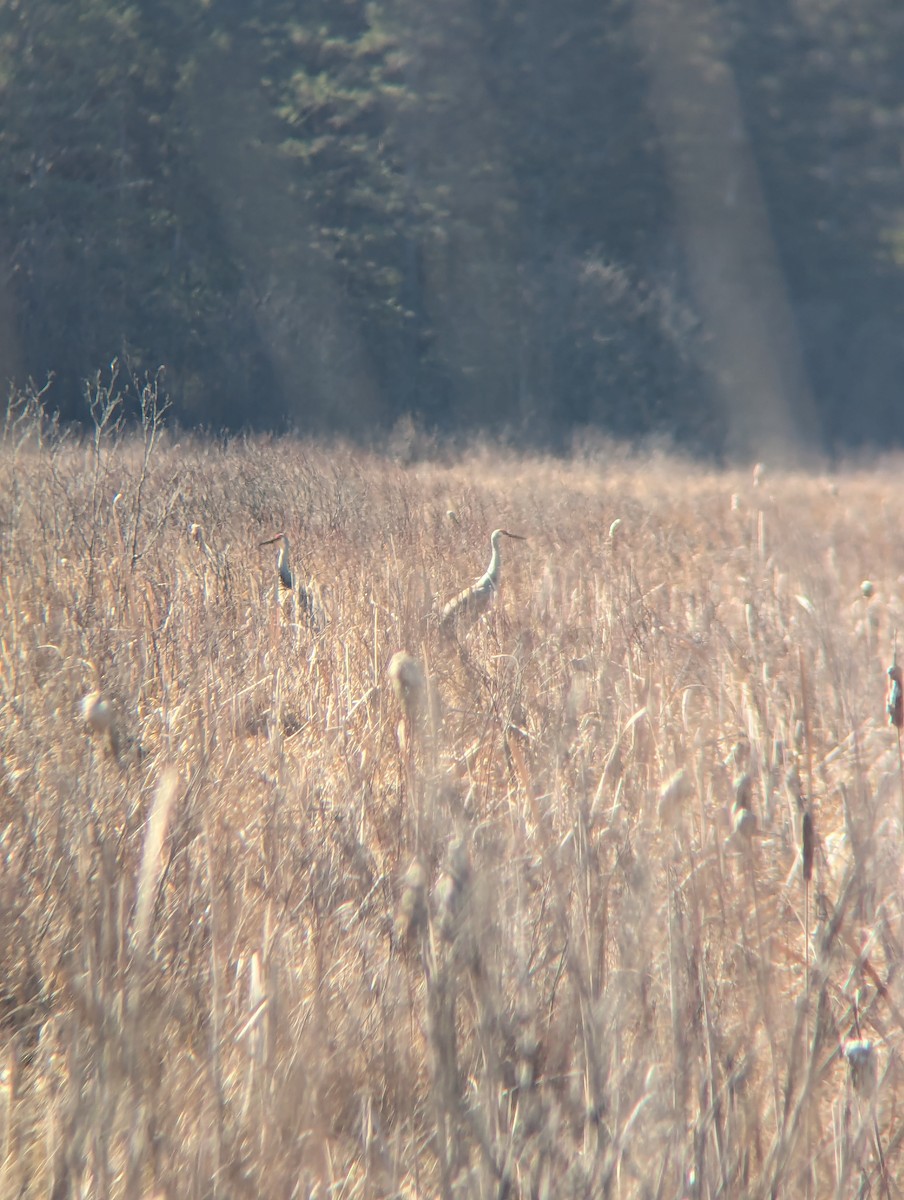 Sandhill Crane - Adam Holder