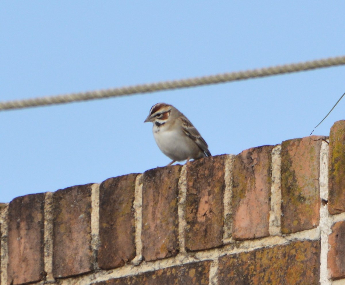 Lark Sparrow - ML616027728