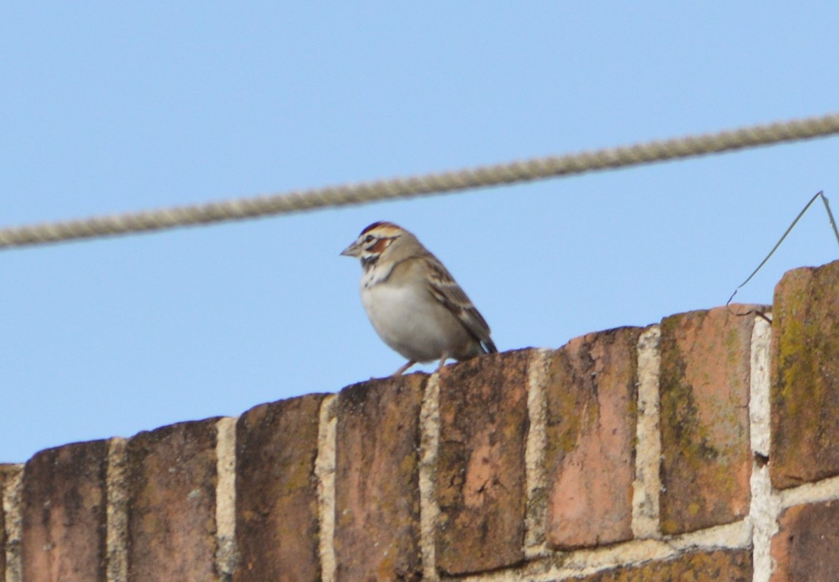 Bruant à joues marron - ML616027735