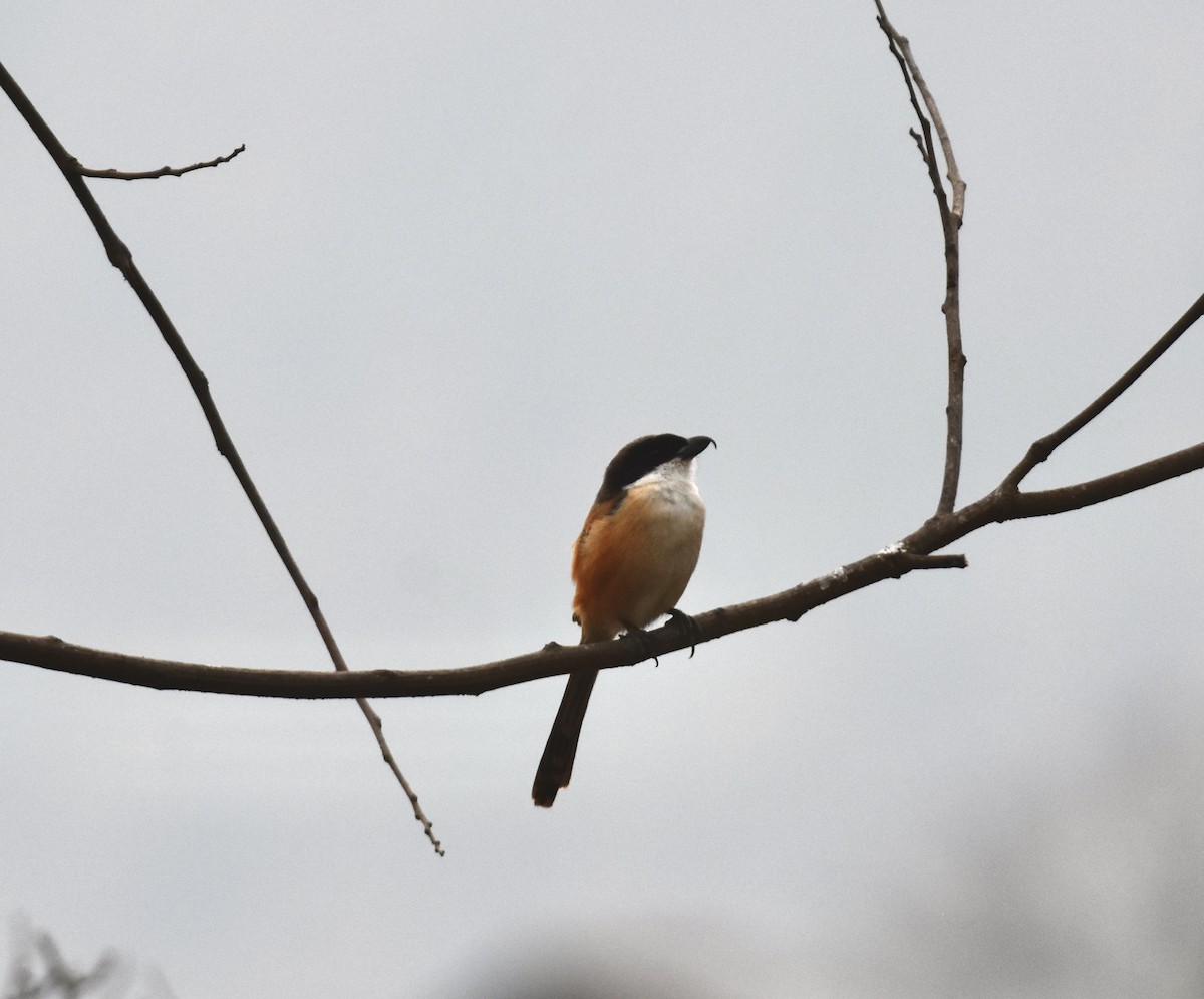 Long-tailed Shrike - Sandra Brown