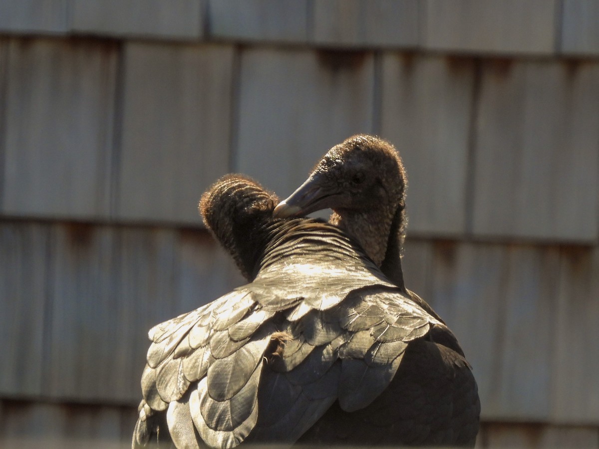 Black Vulture - ML616027773