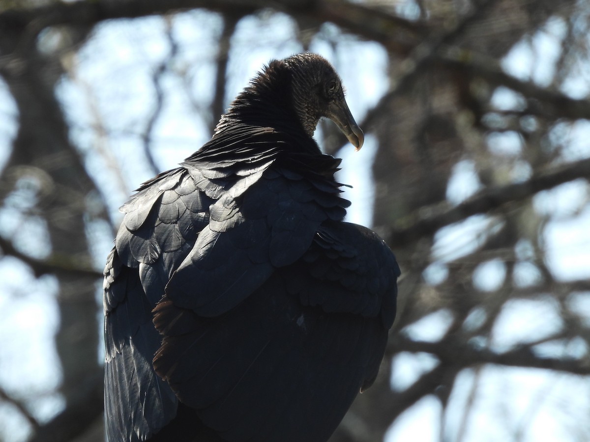 Black Vulture - ML616027778