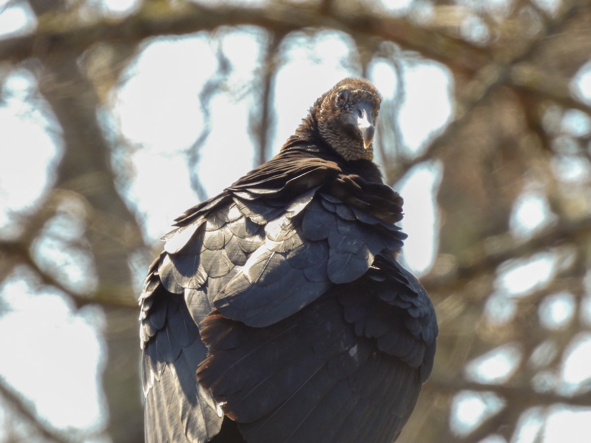 Black Vulture - ML616027779