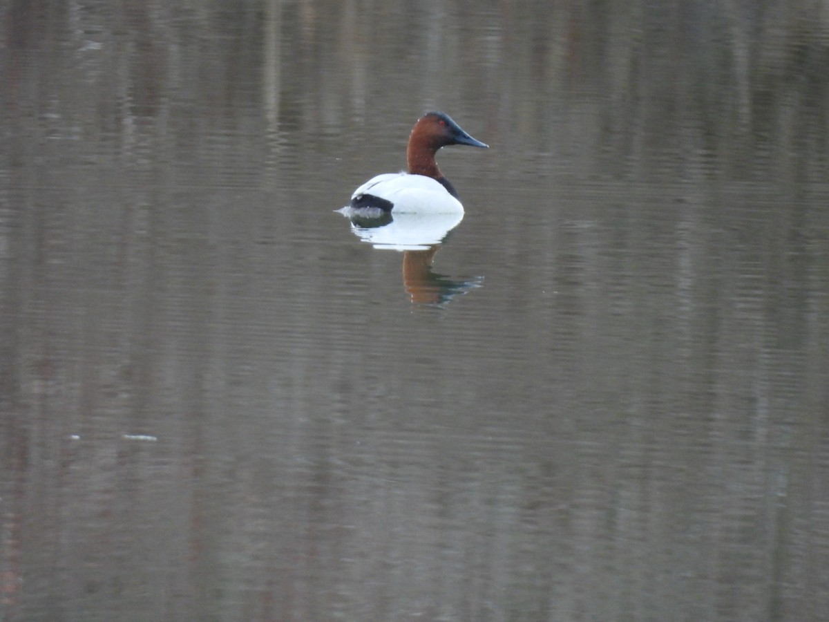 Canvasback - ML616027780