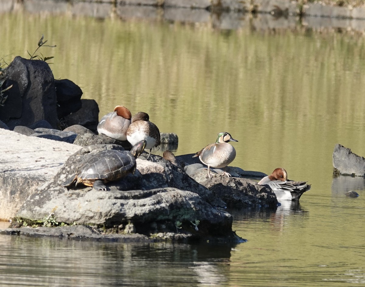 Baikal Teal - ML616027802