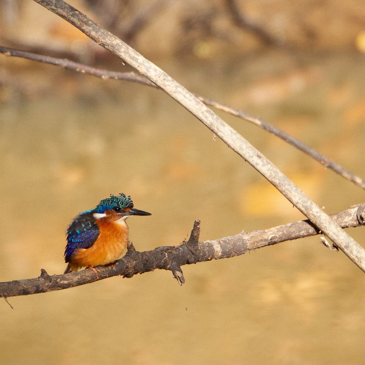 Malachite Kingfisher - ML616027819