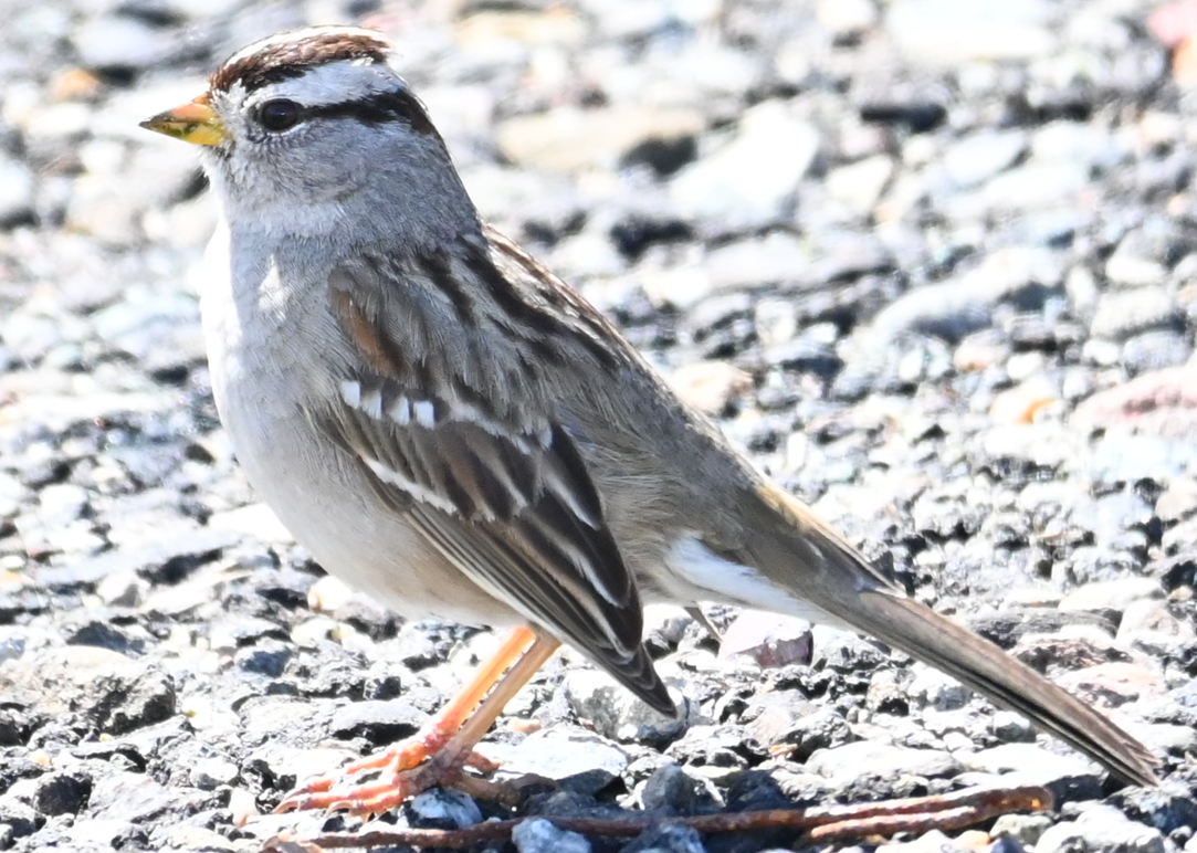 White-crowned Sparrow - Remigio Miguel