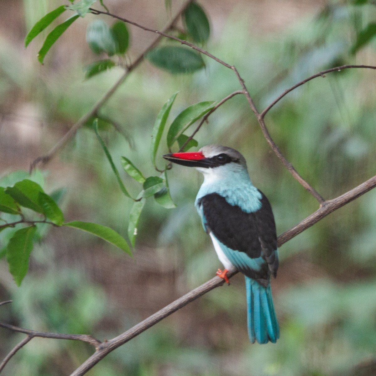 Martin-chasseur à poitrine bleue - ML616027860