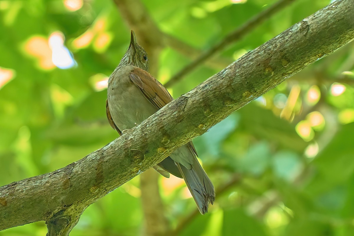 Pale-breasted Thrush - ML616027861