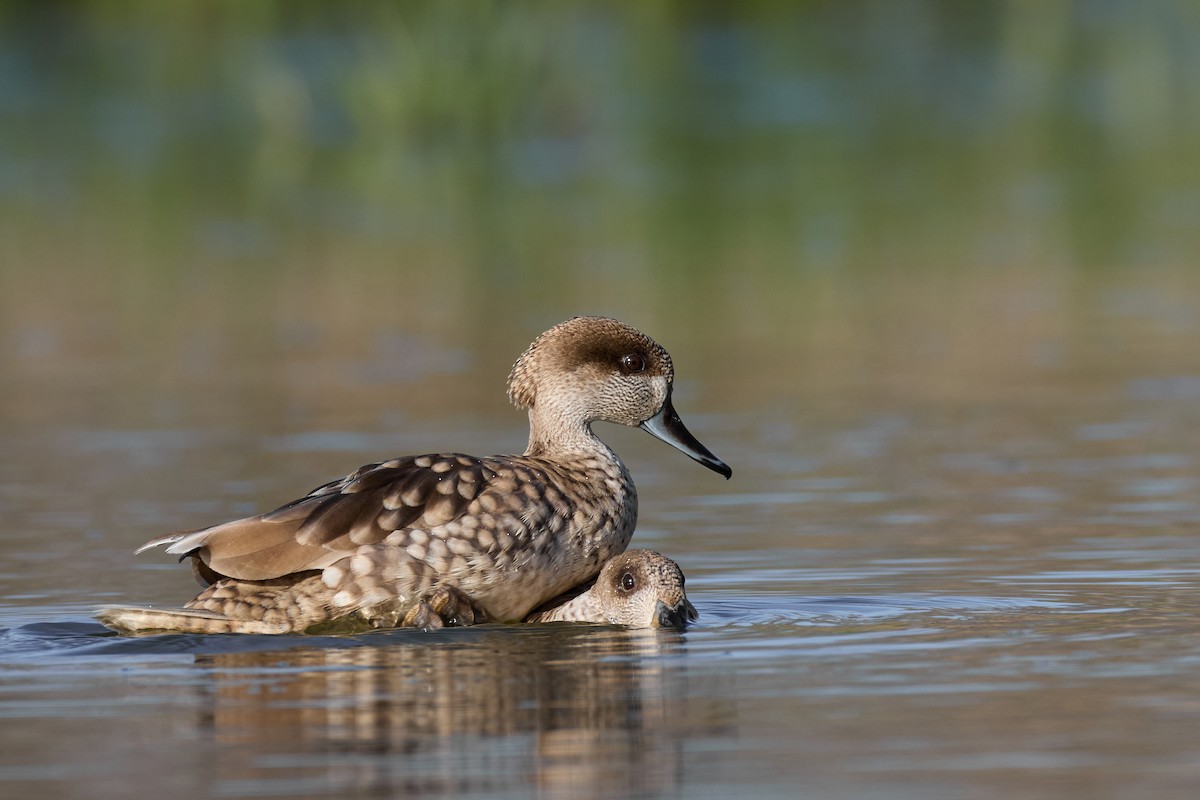 Marbled Duck - Gonzalo Astete Martín