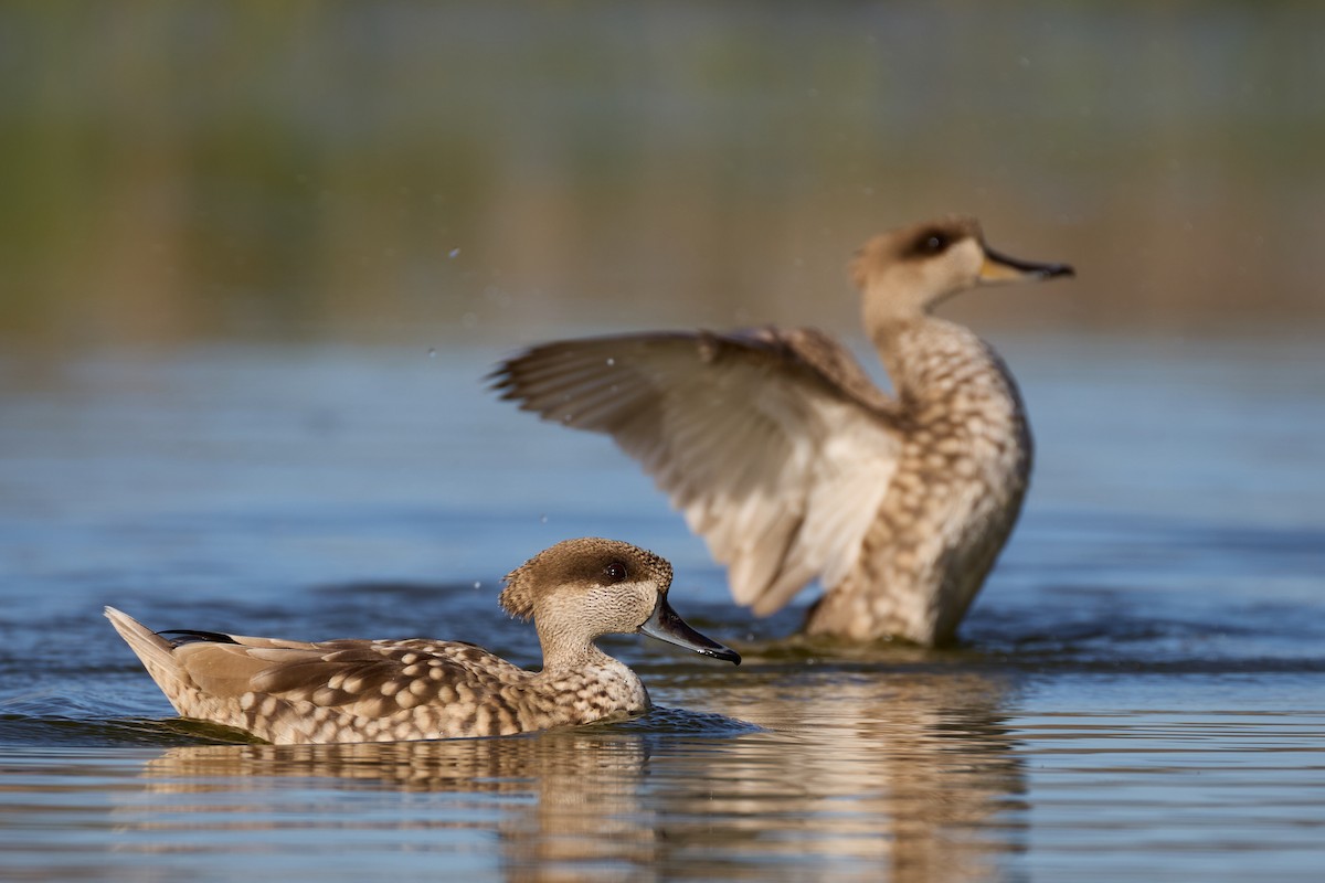 Marbled Duck - ML616027895