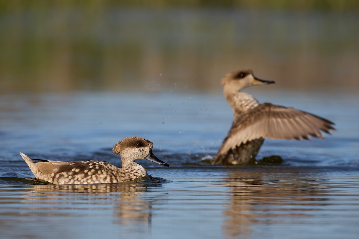 Marbled Duck - ML616027896