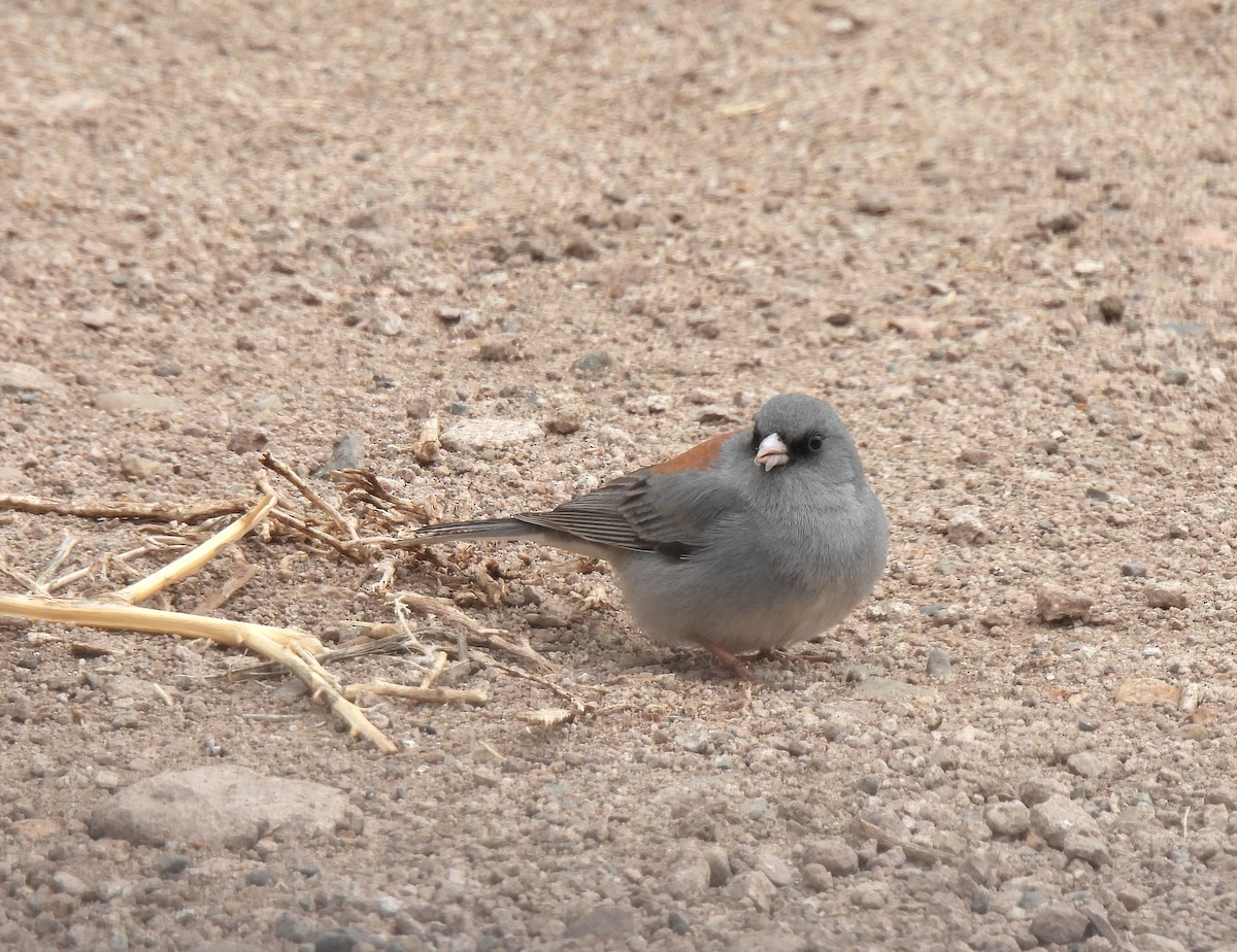 Dark-eyed Junco (Gray-headed) - ML616027897