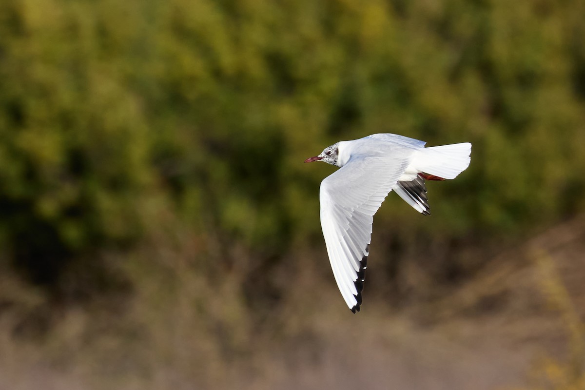 Black-headed Gull - Gonzalo Astete Martín