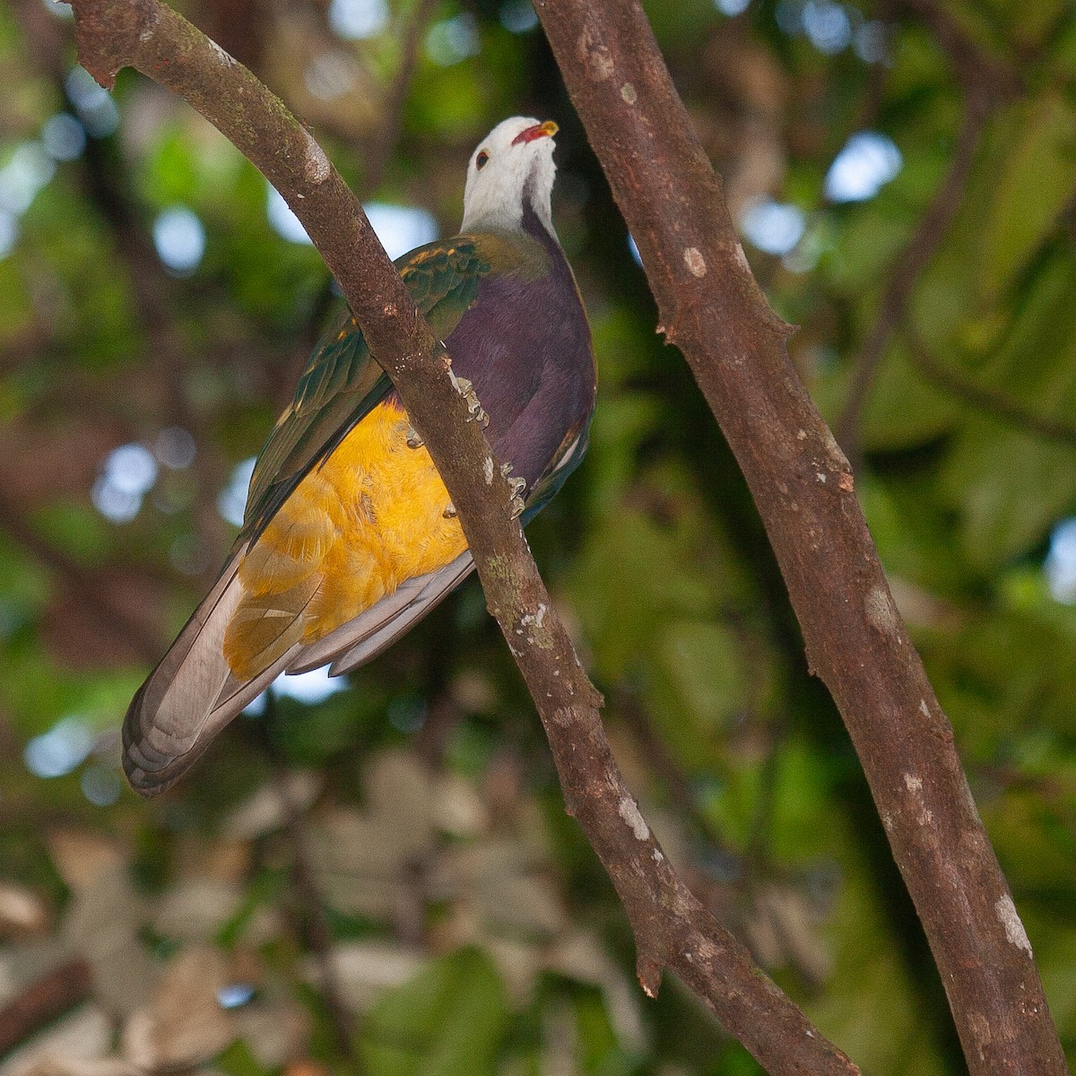 Wompoo Fruit-Dove - ML616027946