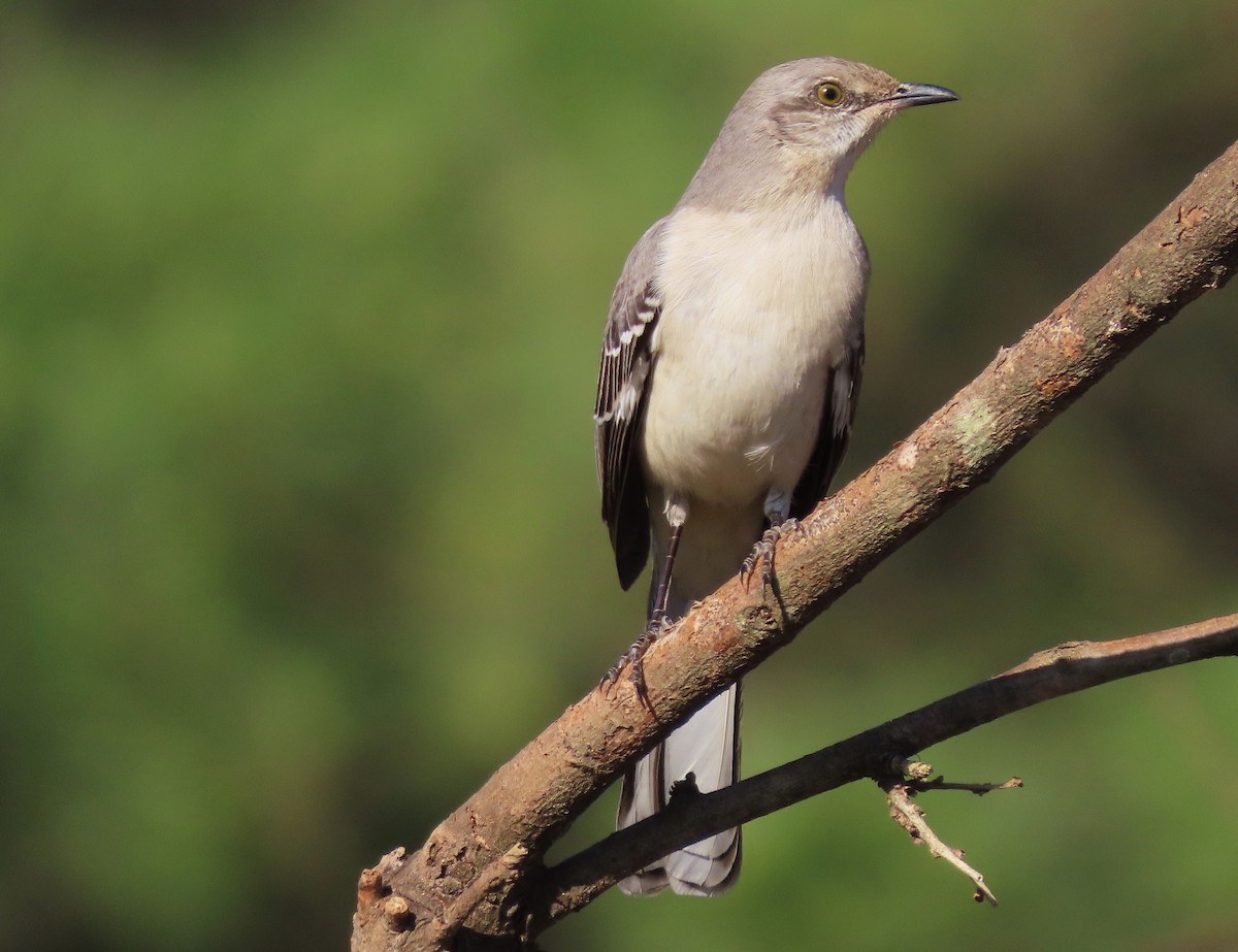Northern Mockingbird - ML616027968