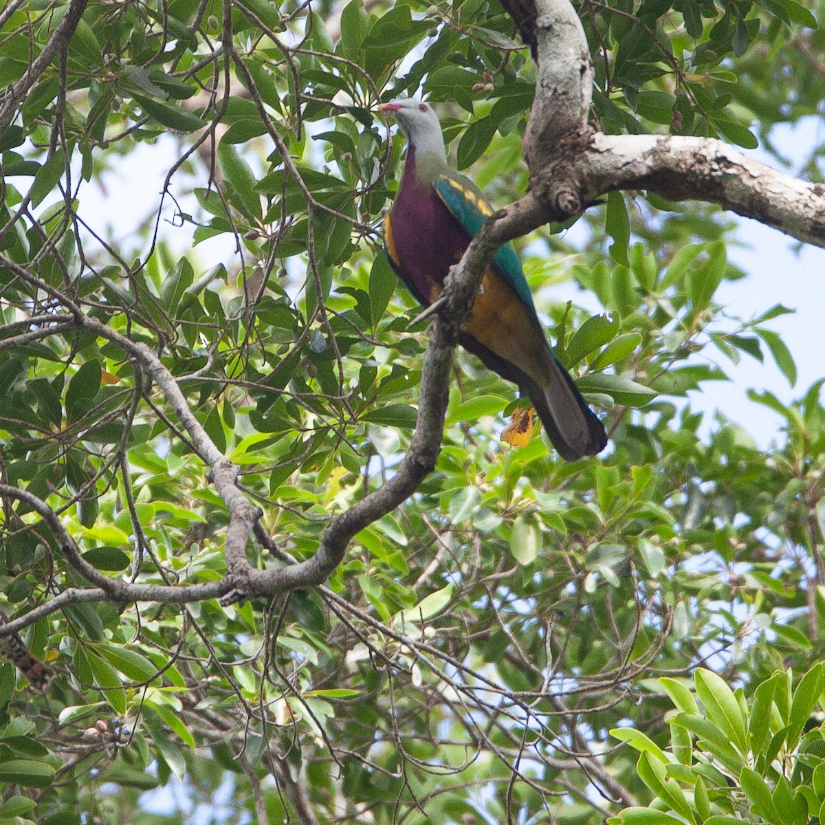 Wompoo Fruit-Dove - ML616027984