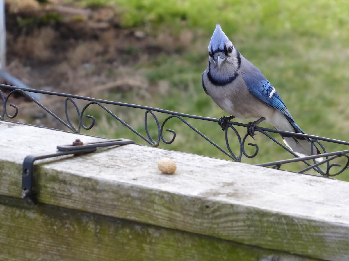 Blue Jay - ML616028161